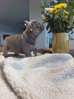 Luna, a female French Bulldog for sale in Tampa, FL – 1 of 7