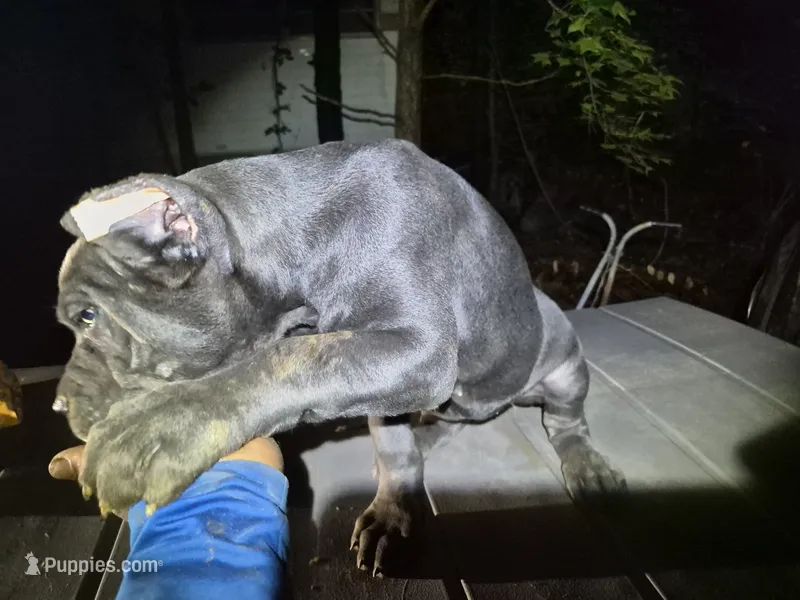 Blue 2 female – Cane Corso puppy for sale in Mount Gilead, NC