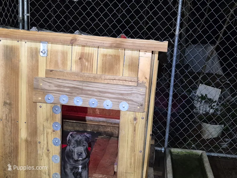 Blue 2 female – Cane Corso puppy for sale in Mount Gilead, NC