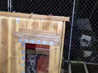 Blue 2 female, a female Cane Corso for sale in Mount Gilead, NC – 1 of 1