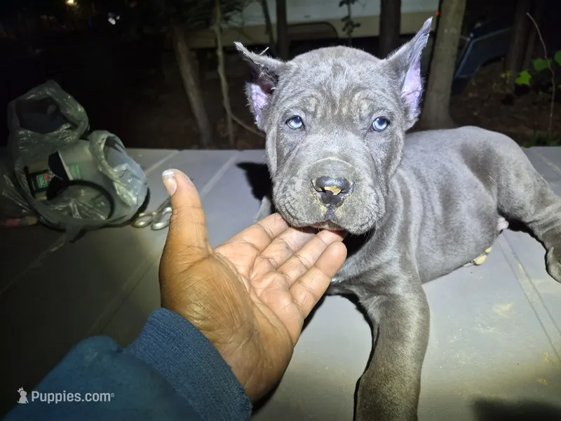 Blue 1 male – Cane Corso puppy for sale in Mount Gilead, NC