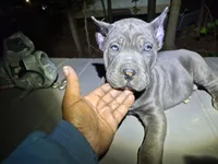 Blue 1 male, a male Cane Corso for sale in Mount Gilead, NC – 1 of 1