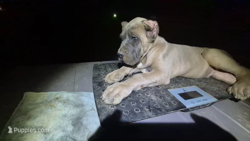 Formentino 1 – Cane Corso puppy for sale in Mount Gilead, NC