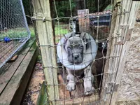 Formentino 1, a male Cane Corso for sale in Mount Gilead, NC – 1 of 1
