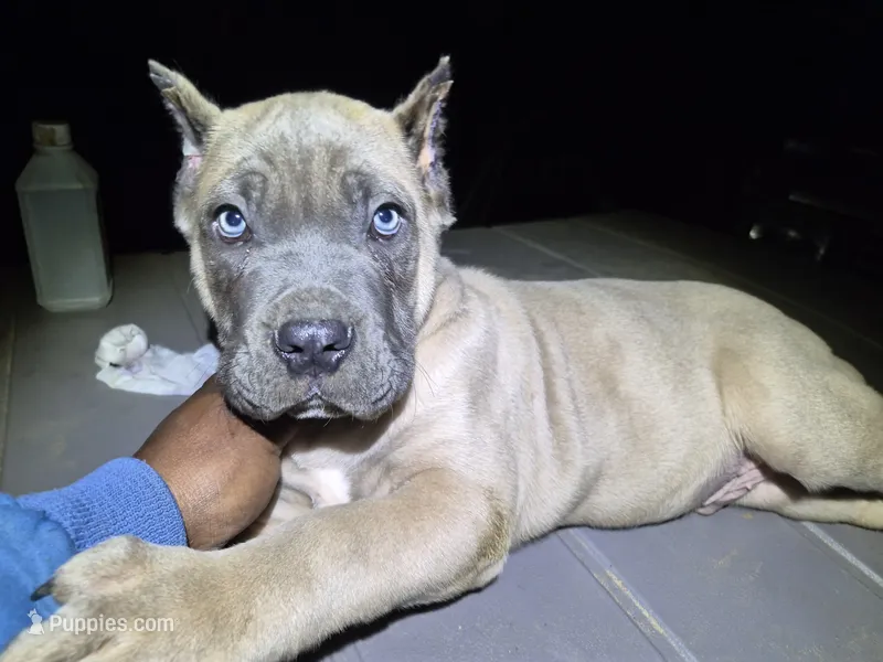 Formentino 2 – Cane Corso puppy for sale in Mount Gilead, NC