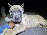Formentino 2, a male Cane Corso for sale in Mount Gilead, NC – 1 of 1