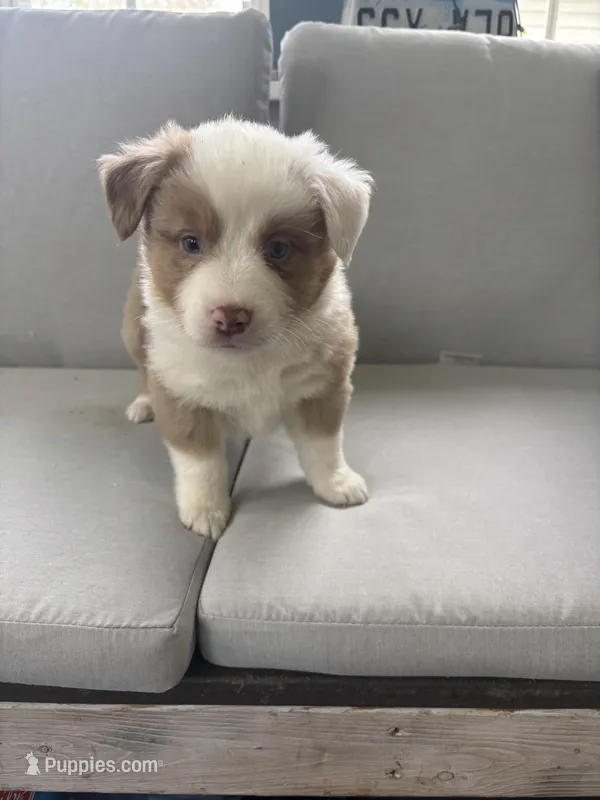 Hagrid – Australian Shepherd puppy for sale in Durand, MI