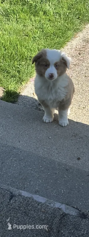 Hagrid – Australian Shepherd puppy for sale in Durand, MI