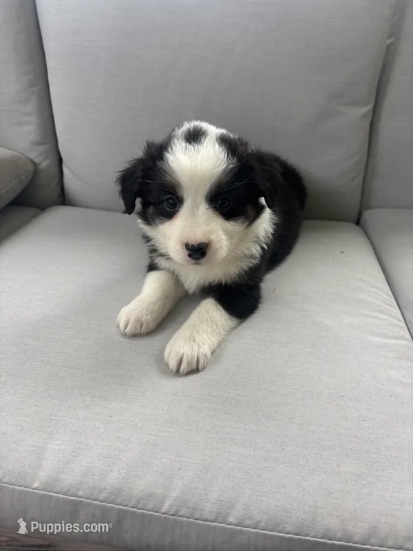 Luna – Australian Shepherd puppy for sale in Durand, MI