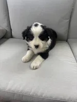 Luna, a female Australian Shepherd for sale in Durand, MI – 1 of 2