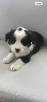 Luna, a female Australian Shepherd for sale in Durand, MI – 2 of 2