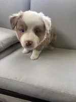 Hagrid, a male Australian Shepherd for sale in Durand, MI – 2 of 2