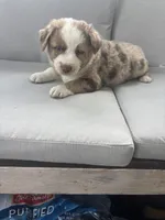 Ron, a male Australian Shepherd for sale in Durand, MI – 3 of 3