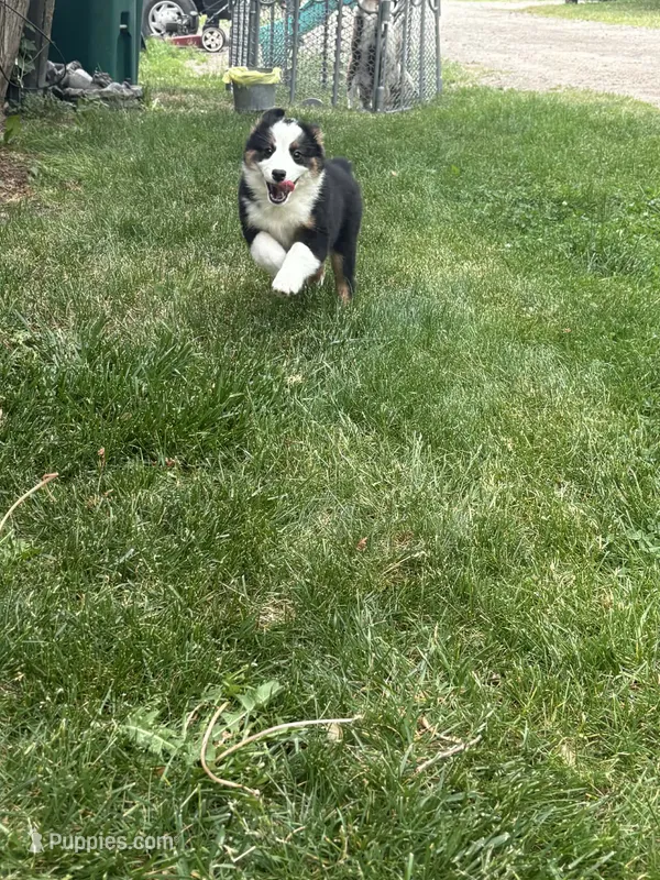 Luna – Australian Shepherd puppy for sale in Durand, MI
