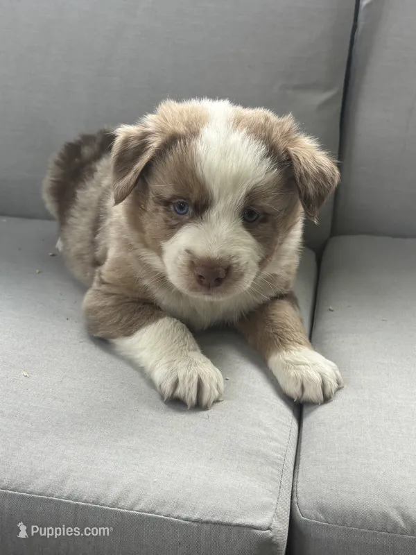Ron, a male Australian Shepherd for sale in Durand, MI – 1 of 3