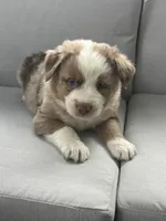 Ron, a male Australian Shepherd for sale in Durand, MI – 1 of 3