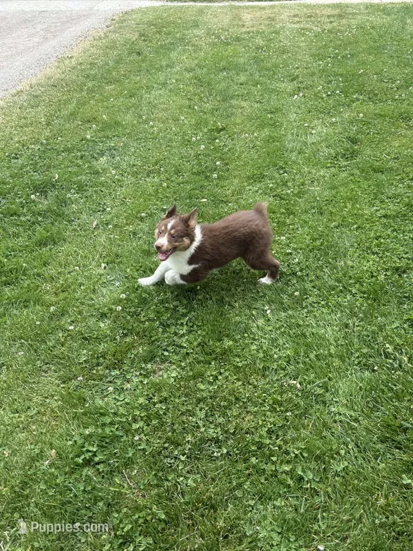 Hermione – Australian Shepherd puppy for sale in Durand, MI