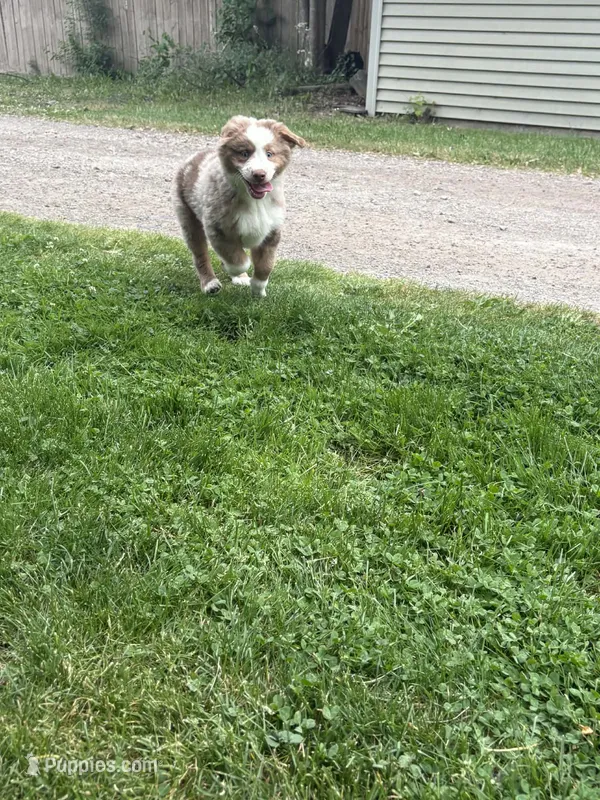 Ron – Australian Shepherd puppy for sale in Durand, MI