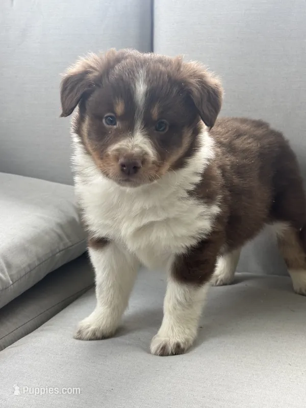 Hermione – Australian Shepherd puppy for sale in Durand, MI