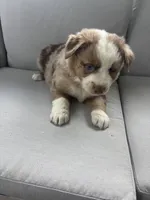 Ron, a male Australian Shepherd for sale in Durand, MI – 2 of 3