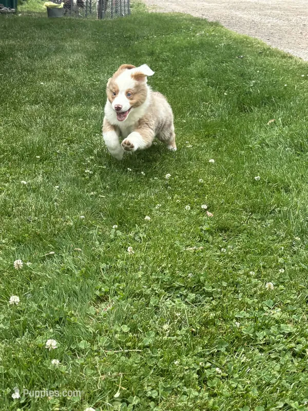 Hagrid – Australian Shepherd puppy for sale in Durand, MI