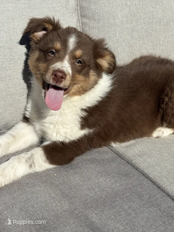Hermione – Australian Shepherd puppy for sale in Durand, MI