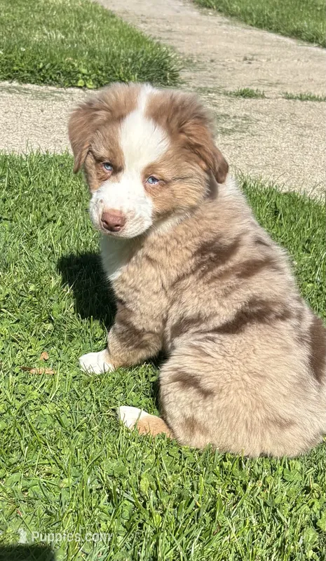Ron – Australian Shepherd puppy for sale in Durand, MI