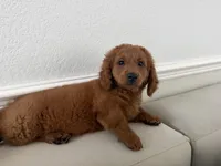 Sadie, a female Miniature Goldendoodle for sale in Englewood, FL – 2 of 5