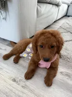 Sadie, a female Miniature Goldendoodle for sale in Englewood, FL – 1 of 5