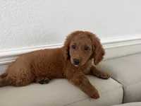 Sadie, a female Miniature Goldendoodle for sale in Englewood, FL – 3 of 5