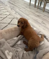 Sadie, a female Miniature Goldendoodle for sale in Englewood, FL – 4 of 5