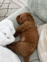 Sadie, a female Miniature Goldendoodle for sale in Englewood, FL – 5 of 5