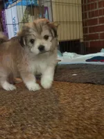 Duke, a male Chihuahua and Havanese for sale in Mount Pleasant, PA – 2 of 2