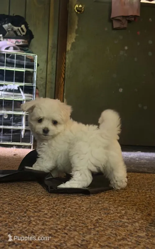 Duchess  – Chihuahua, Havanese puppy for sale in Mount Pleasant, PA