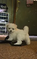 Duchess , a female Chihuahua and Havanese for sale in Mount Pleasant, PA – 1 of 2