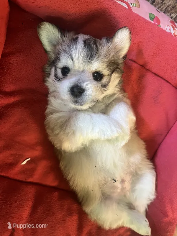 Duke – Chihuahua, Havanese puppy for sale in Mount Pleasant, PA