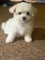 Duchess , a female Chihuahua and Havanese for sale in Mount Pleasant, PA – 2 of 2