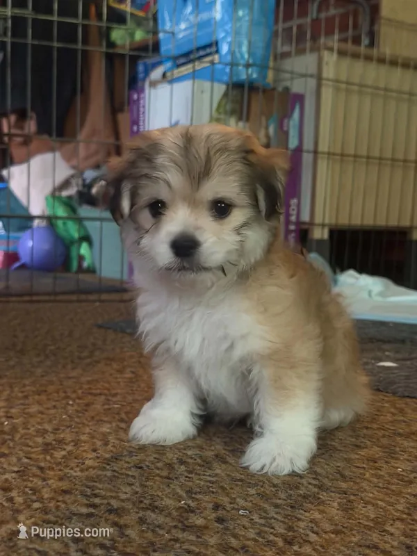 Duke – Chihuahua, Havanese puppy for sale in Mount Pleasant, PA