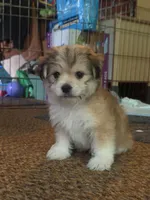 Duke, a male Chihuahua and Havanese for sale in Mount Pleasant, PA – 1 of 2