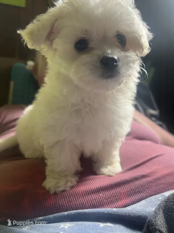 Duchess  – Chihuahua, Havanese puppy for sale in Mount Pleasant, PA