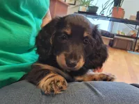 Blk/cream male, a male Miniature Dachshund for sale in Liberty, SC – Photo 8 of 10