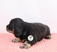Blk/cream male, a male Miniature Dachshund for sale in Liberty, SC – Photo 4 of 10