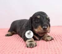 Blk/cream male, a male Miniature Dachshund for sale in Liberty, SC – Photo 6 of 10