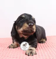 Blk/cream male, a male Miniature Dachshund for sale in Liberty, SC – Photo 1 of 10