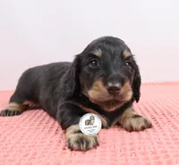Blk/cream male, a male Miniature Dachshund for sale in Liberty, SC – Photo 7 of 10
