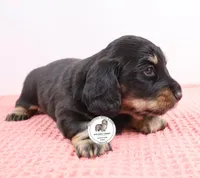 Blk/cream male, a male Miniature Dachshund for sale in Liberty, SC – Photo 5 of 10