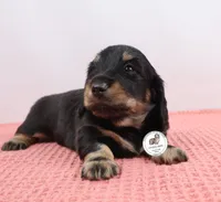 Blk/cream male, a male Miniature Dachshund for sale in Liberty, SC – Photo 3 of 10
