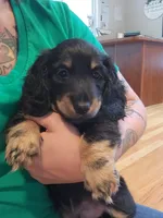 Blk/cream male, a male Miniature Dachshund for sale in Liberty, SC – Photo 10 of 10