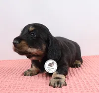 Blk/cream male, a male Miniature Dachshund for sale in Liberty, SC – Photo 2 of 10