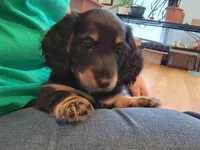 Blk/cream male, a male Miniature Dachshund for sale in Liberty, SC – Photo 9 of 10